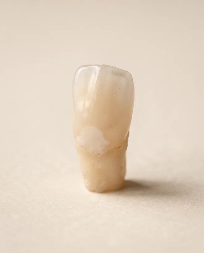 A single upper front tooth in natural polished enamel standing upright on warm off-white paper